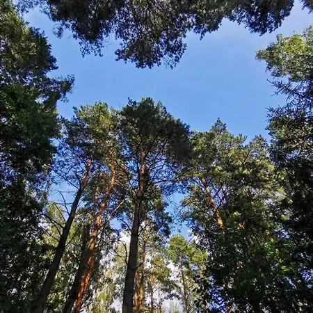Okno Na Las Wola Polska Eksteriør bilde